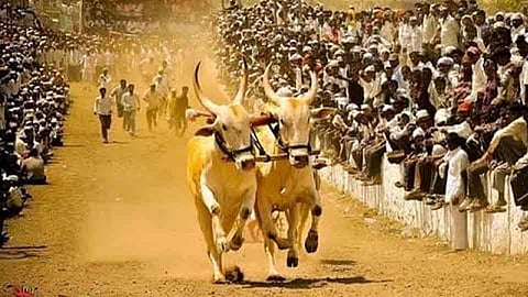 बैलांच्या शर्यतींबाबतचा मसुदा अंतिम टप्प्यात