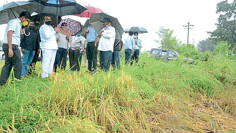 परतीचा तडाखा! सातारा जिल्ह्यात दीड हजार हेक्टर पिकांचे नुकसान