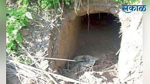 भारत-बांगलादेश सीमेवर आढळलेले भुयार.