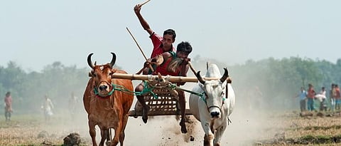 Bullock cart race