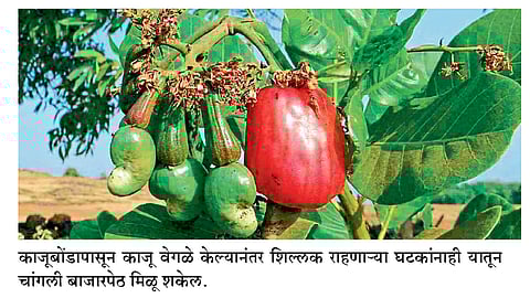 काजूबोंडापासून बनवले अतिनील किरणे शोषक