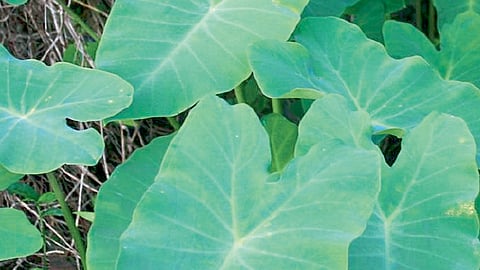 Colocasia-leaves