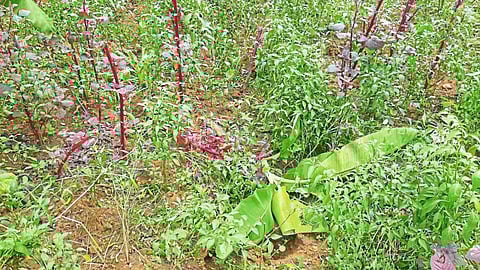 damage agriculture otavane kapaiwadi konkan sindhudurg