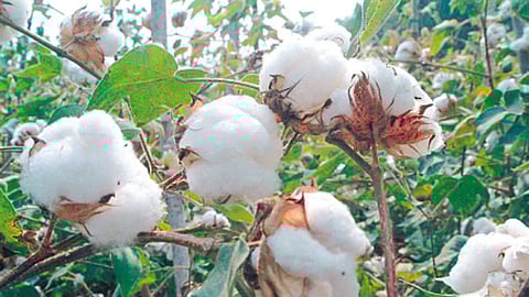 Cotton