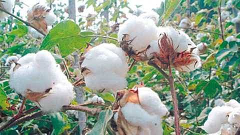 Cotton 2.jpg