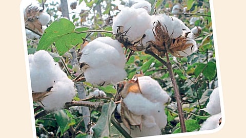 कापूस प्रक्रियादारांचा संपाचा इशारा