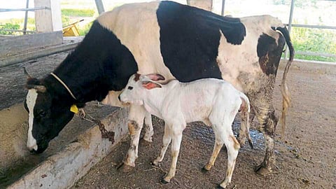 सशक्त वासरू जन्माला येण्यासाठी गाई, म्हशीला अतिरिक्त पौष्टिक आहार द्यावा.