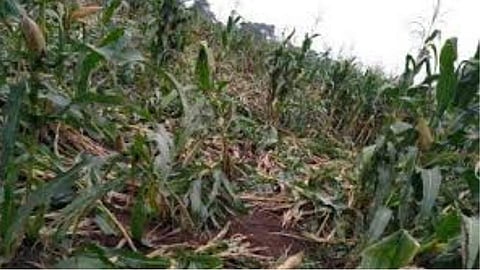 Wheat, gram and onion have been severely damaged due to untimely rains in Sindkhedraja taluka