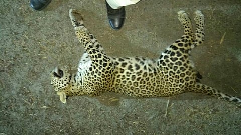 men gives electric shock to Leopard in Nvaegaonbandh