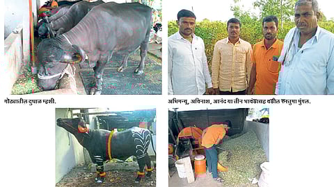 Positive Story : दुग्ध व्यवसायातून अल्पभूधारक शेतकऱ्याची भरारी