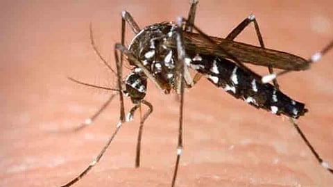 Dengue suspected woman dies Health Department on active mode doctor health marathi news