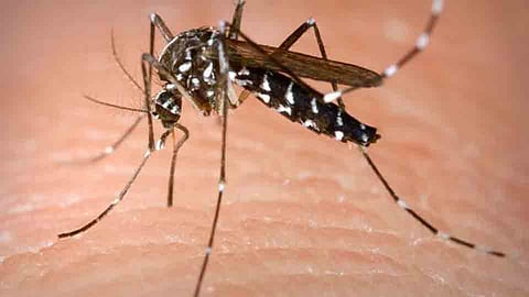 Fourth victim of dengue in Mahagav yavatmal close schools for 15 days in Dongargaon
