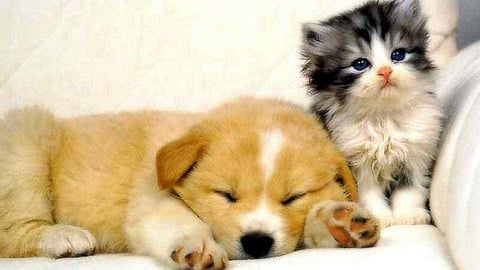 Diabetes occurs in dogs, cats