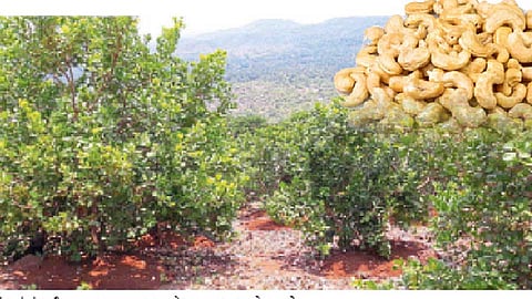 कोकणच्या काजूवर अपेक्षांचे ओझे (कोकण वार्तापत्र)