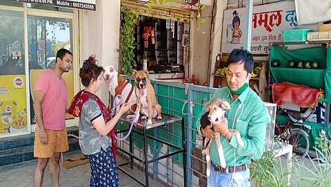 Due to hot summer and lockdown causes dogs to get sick