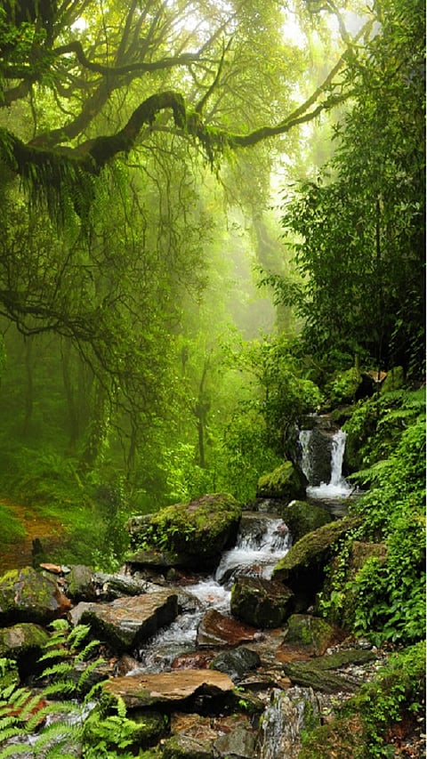 `SOM`Yog (6) for the whole health