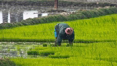 शेतकऱ्यांच्या खात्यात सव्वातीन हजार कोटी