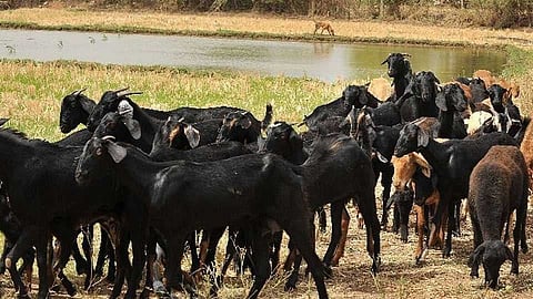 Farmers cattle are being stolen in nitane village area nashik marathi news