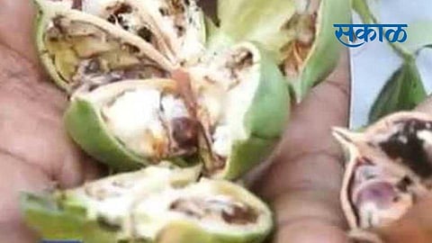Farmers need to make proper management to prevent the outbreak of pink bond larvae on the upcoming season cotton crop.jpg