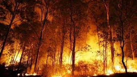 When the forest in the Mohimal area suddenly caught fire, people either came and saved the forest