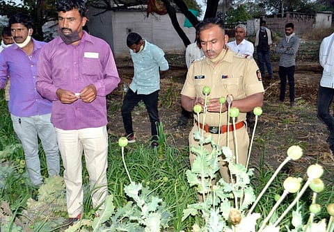 Cannabis cultivation was flourishing in Jamkhed