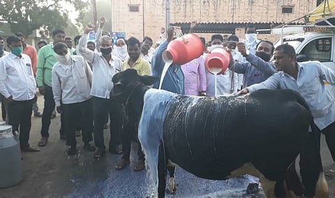 Milking cow anointed with milk in Koregaon