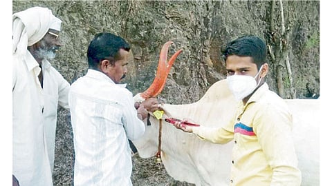 कोळवडी (ता. आंबेगाव) : लसीकरण व बिल्ले मारताना पशुधन पर्यवेक्षक गणेश पिंगळे (उजवीकडे).