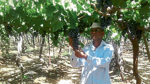द्राक्षांची पाहणी करताना रंगनाथ जाधव.