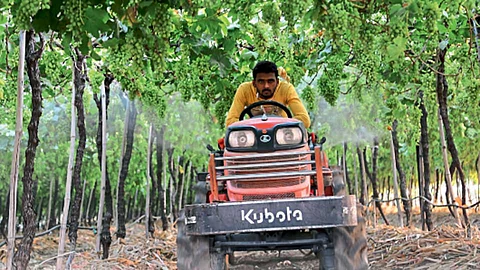 Grapes-Agriculture