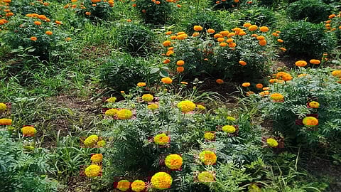 हिंगोली - गारमाळ येथील शेतकरी नजीर शेख यांच्या शेतातील तोडणीला आलेला झेंडू
