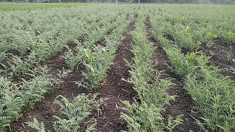 सेनगाव - दाट धुक्यामुळे हरभरा पिकांवर अळीचा प्रादुर्भाव होत आहे.