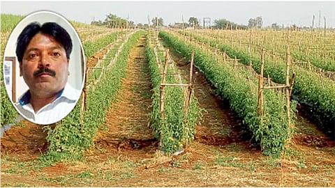 सहा एकरांवर टोमॅटो हे पीक घेतले जाते. (इनसेटमध्ये हेमंत पिंगळे)