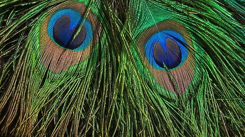 crime case of peacock hunting one arrested satara