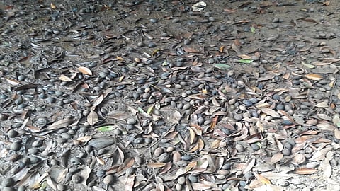 बुरशीजन्य रोगाचा प्रादुर्भाव झाल्याने झाडावरील फळे कुजून पडत आहेत.