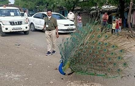 अन..रस्त्याच्या मधोमध मोर पिसारा फुलवून थुईथुई नाचला