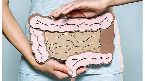 Intestine