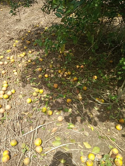 जलालखेडाः रात्रभरात शेतात गळून पडलेल्या मोसंबीचा ढिगारा.
