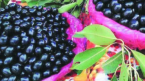 Sindhudurg district Konkan Agricultural University and Lupine Foundation have undertaken a purple cluster project