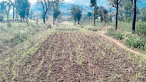 तब्बल शंभर माेकाट गाईंनी फिरविले शेतक-यांच्या कष्टावर पाणी