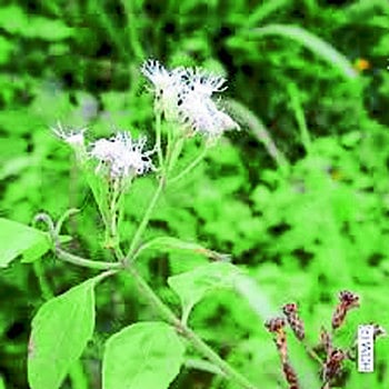 Foreign weeds threaten agriculture; Gardens, open growth in open spaces