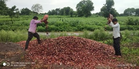 सततच्या पावसाने चाळीतील साठवीलेला कांदा आता उकिरड्यावर