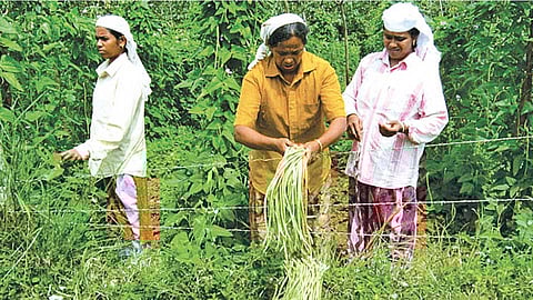 सहकारी शेती राबवणाऱ्या केरळमधील महिला.