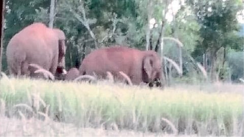 elephant attack on cow here chandgad kolhapur