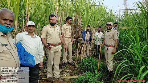 पुणे - बंगळूर महामार्गावर बिबट्याचे ठाण; अर्धा तास खाेळंबली वाहतुक