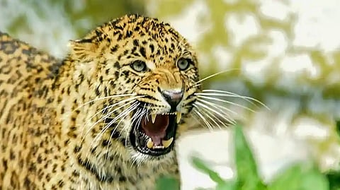 Leopard Attack