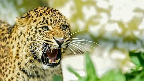 Leopard Attack
