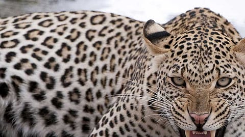 leopard attack