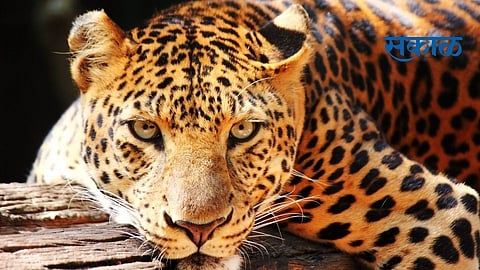 Leopard attack on six year old girl Igatpuri Nashik Marathi News.jpg