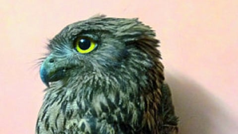 ....अखेर मासेखाऊ बचावला