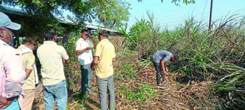 shortcirckit and sugar